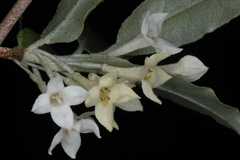 Elaeagnus parvifolia